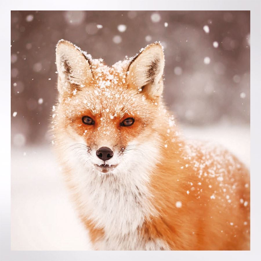 Woodland Trust Fox Christmas Card