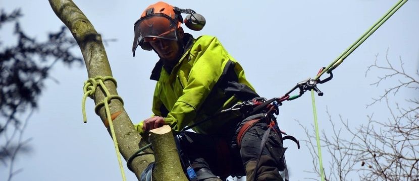 Tree Surgeon in Andover