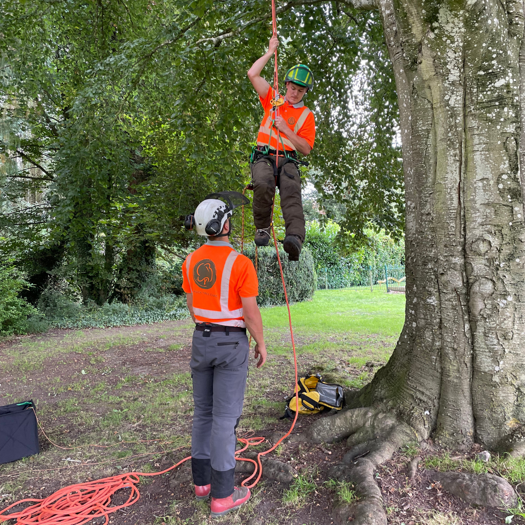 Tree Climbing Aerial Rescue