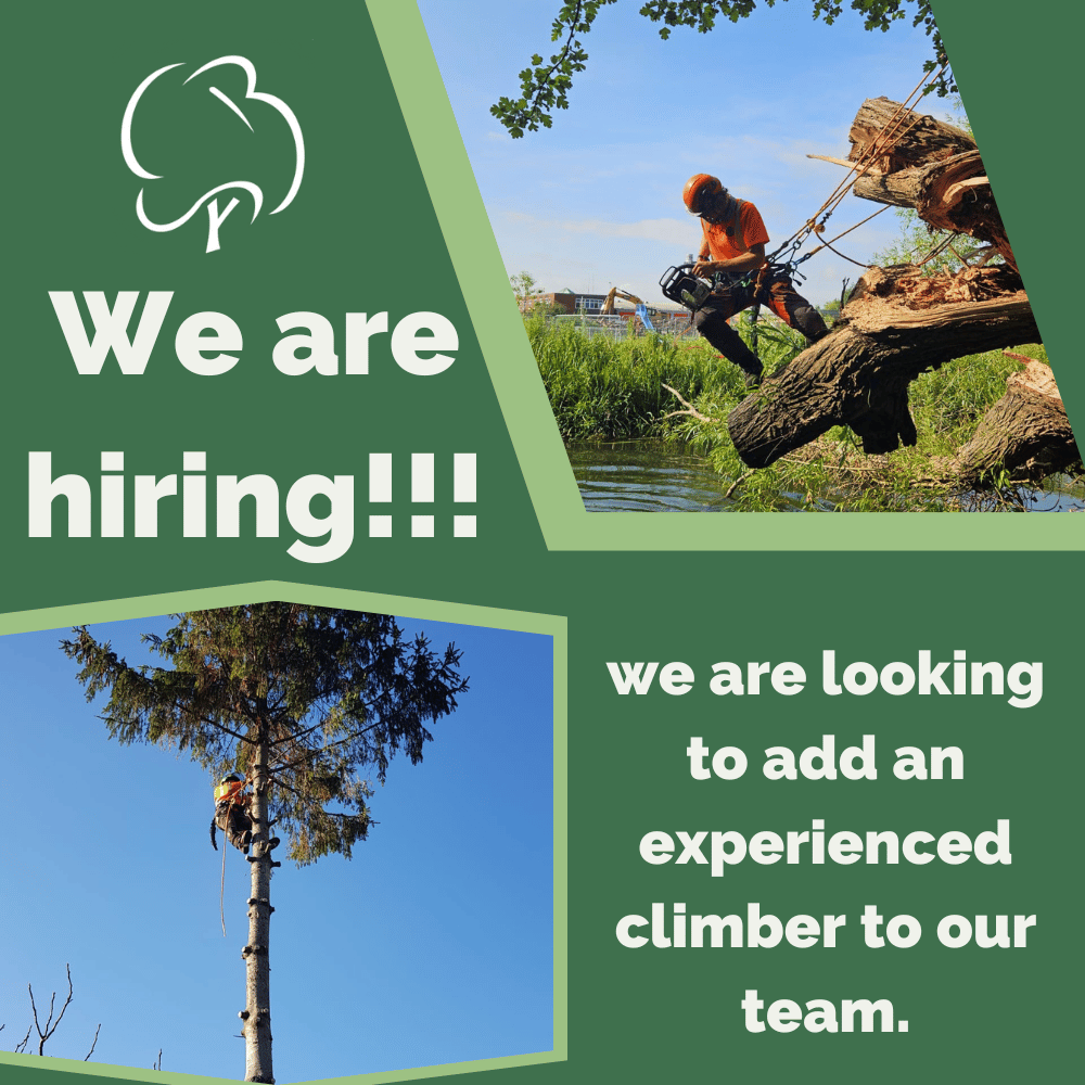 Climber Tree Surgeon Job in Wiltshire