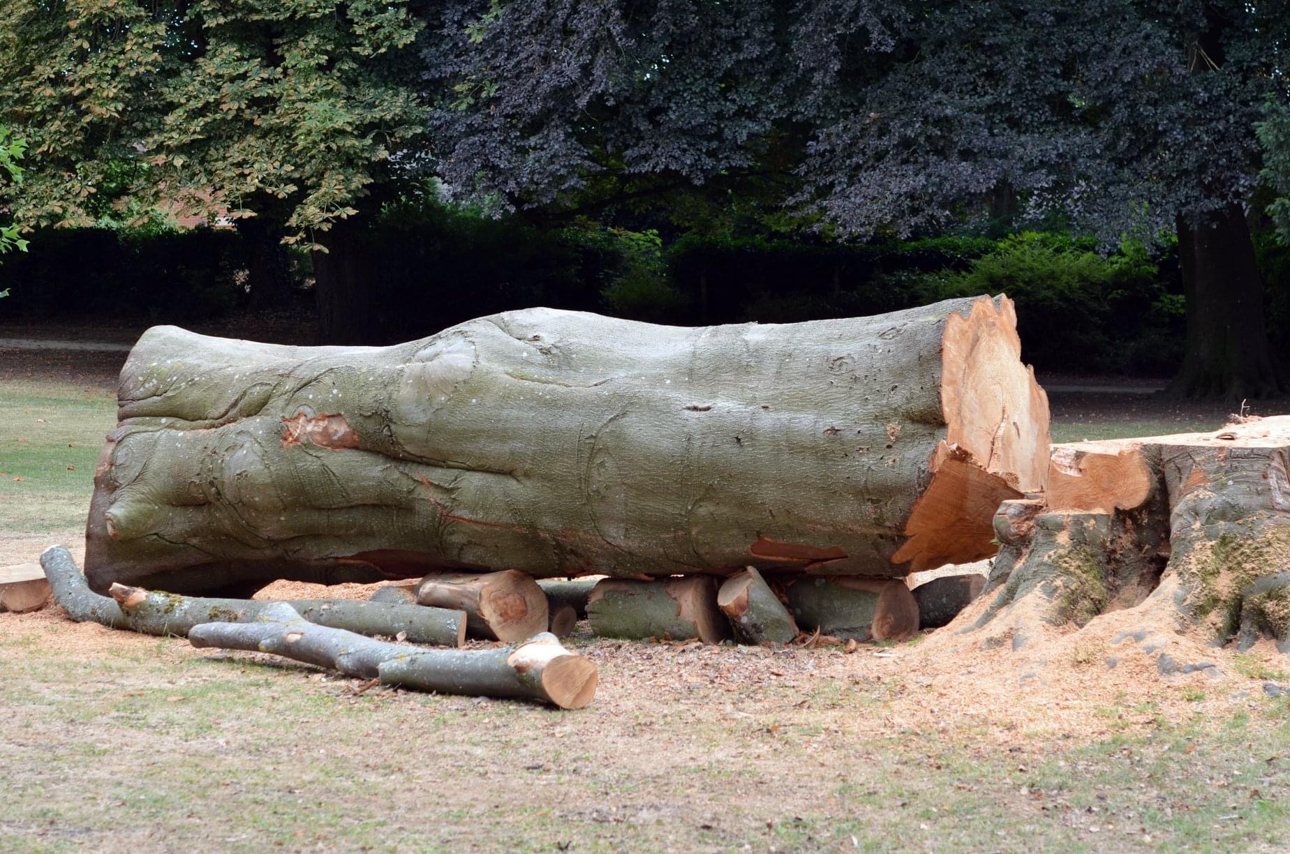 Tree surgery arisings ready for green waste disposal