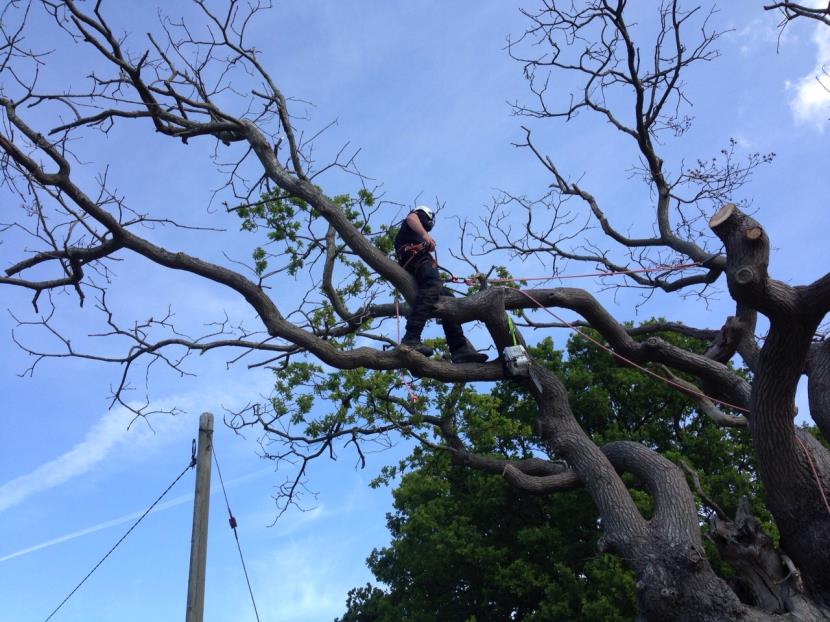 Veteran Oak Tree Corsham