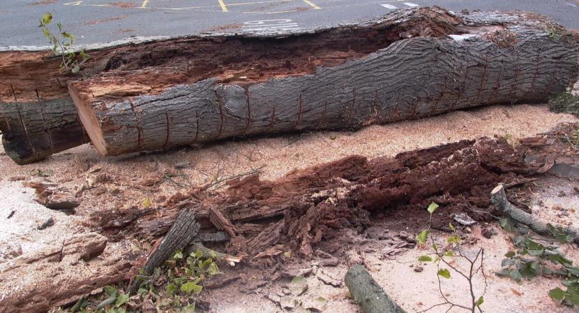 Diseased Lime tree felled ground level