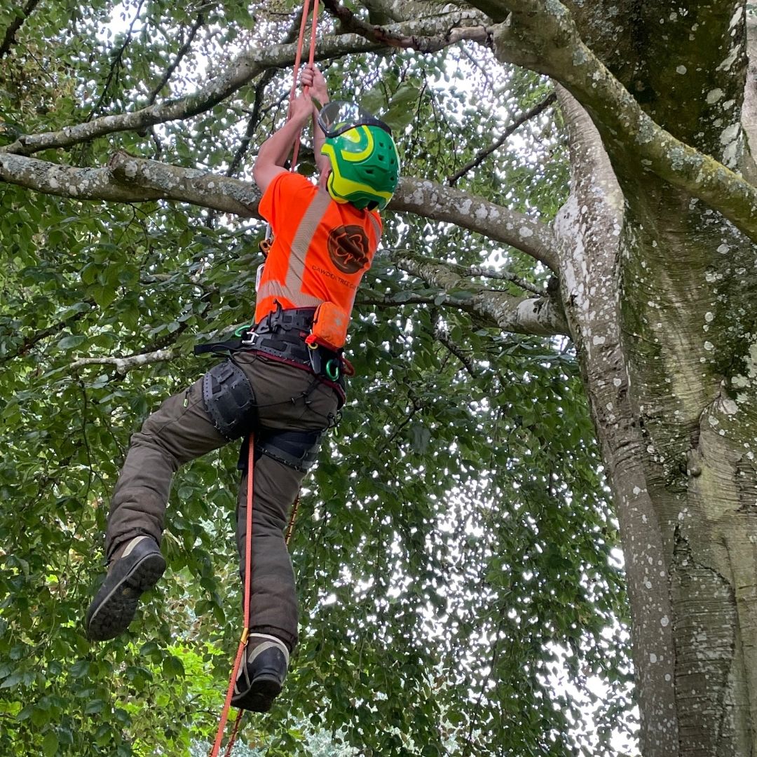Tree Surgeon