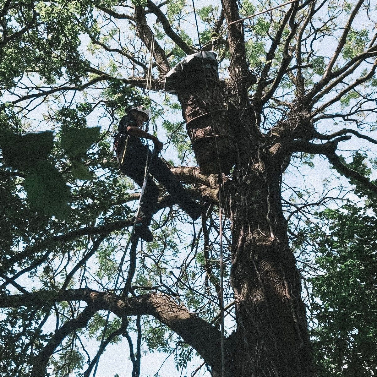 Tree Surgeon in Wiltshire