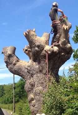 Tree Surgeon in Wiltshire Tree Working