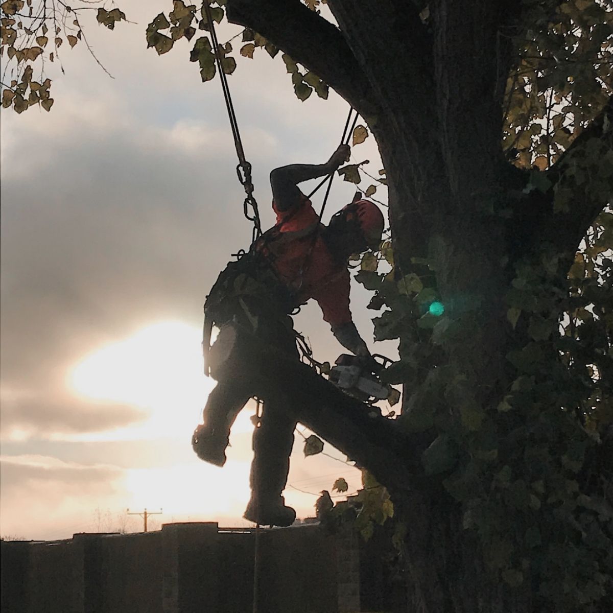 Tree Surgeon in Wiltshire