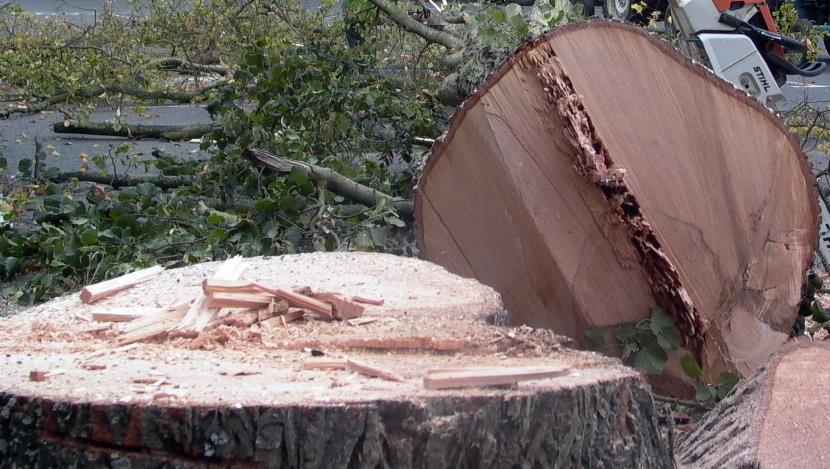 Mature Lime tree felled to ground level, tree diseased and rotten.