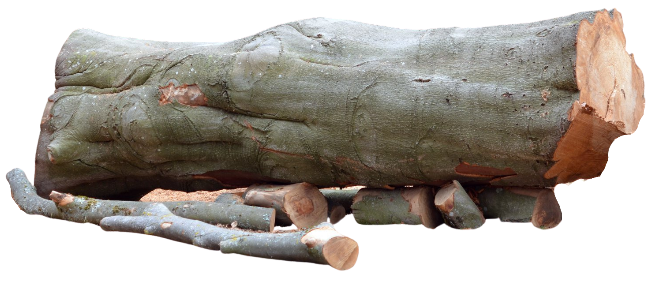 felled tree trunk