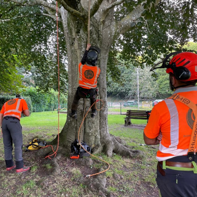 Tree Climbing Aerial Rescue Practice