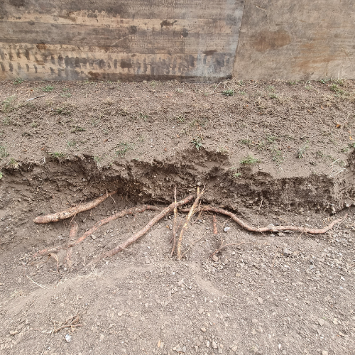 Airspading exposed roots Tree Care 