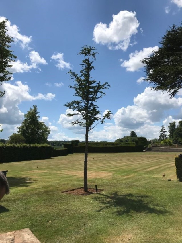 Planted Semi-Mature Cedar of Lebanon