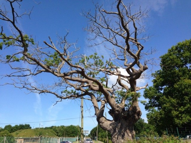 Declining Oak