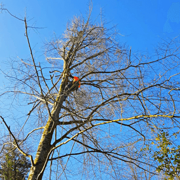 Hazardous Beech Tree work