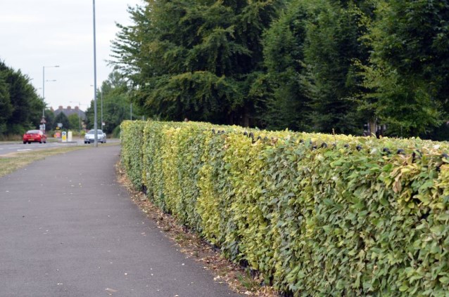 Hedge Cutting