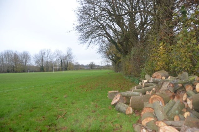 Mature Horse Chestnut Crown Reduction 