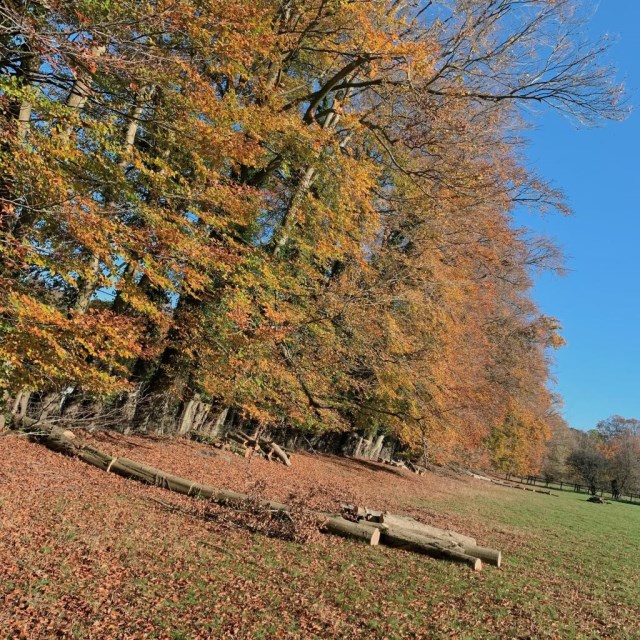 Felling in the Autumn Sun