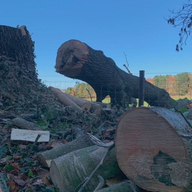 Bawden Tree Care Complete Another Fell