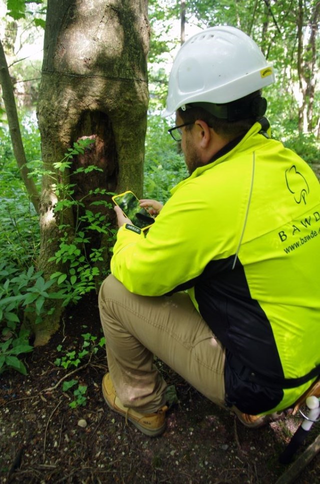 Tree Survey Digital Mapping