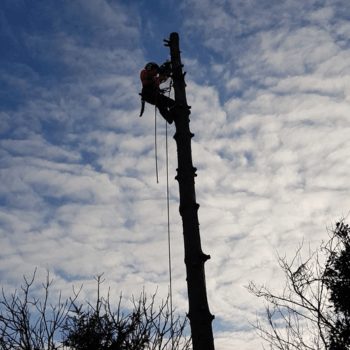 One of our climbers working on a spruce tree