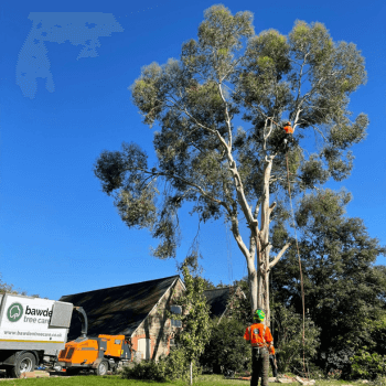 Removal of a mature eucalyptus 