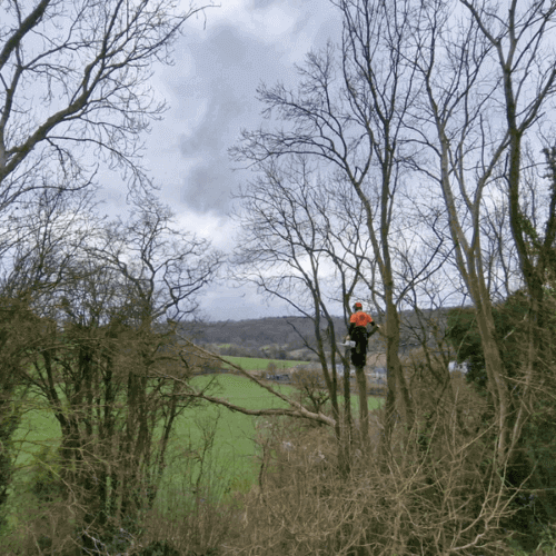 Tree Surgeon amongst the Trees 