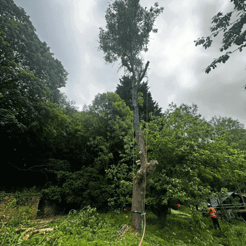 Tree work from the ropes point of view