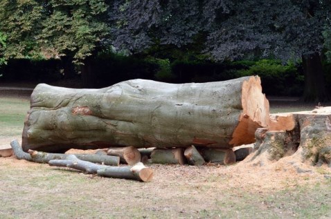 Large Tree Felled