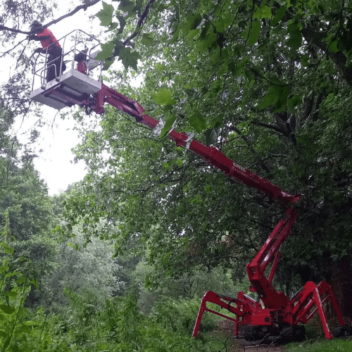 CMC work in the forest 