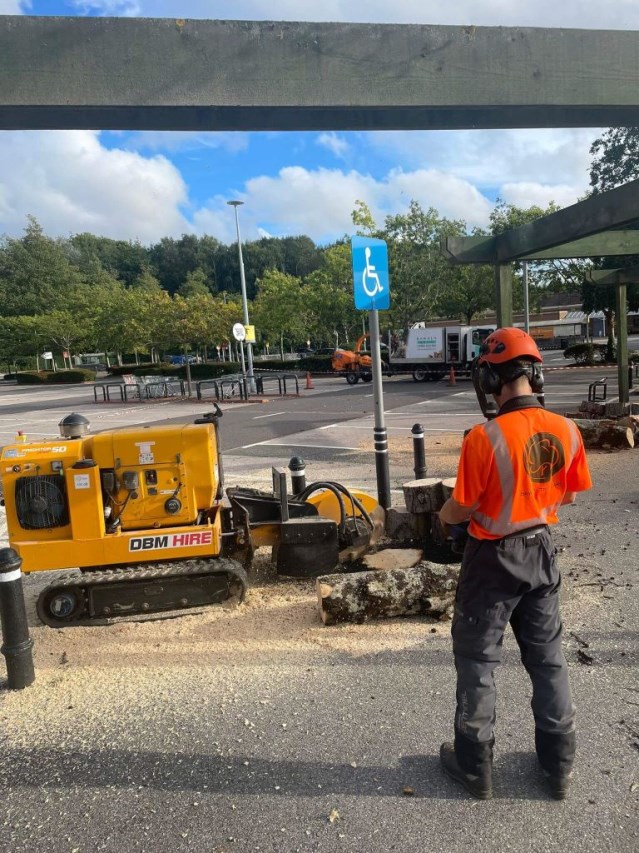 Tree stump removal in Torquay Devon