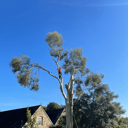 Mature eucalyptus tree care
