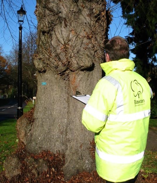 Tree survey to assess health, condition and safety of mature Lime trees near Swindon Wiltshire
