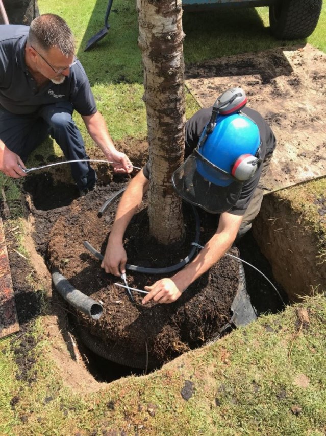 Planting A Semi-Mature Cedar of Lebanon