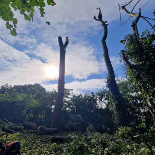 Two trees, two climbers and one great photo