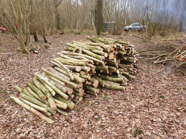 Coppicing Mature Hazel