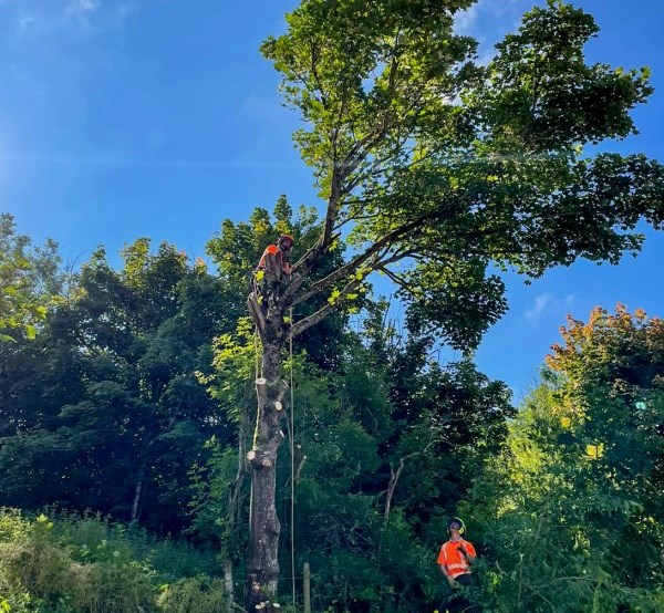What is the difference between Tree Lopping and Tree Pruning?