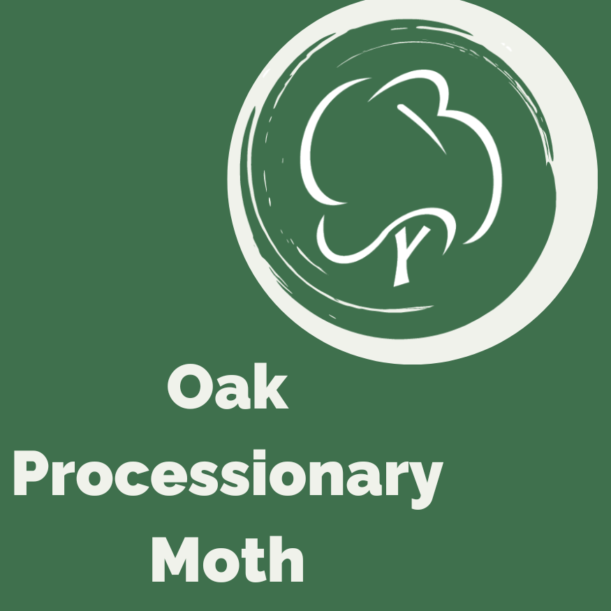 Oak Processionary Moth
