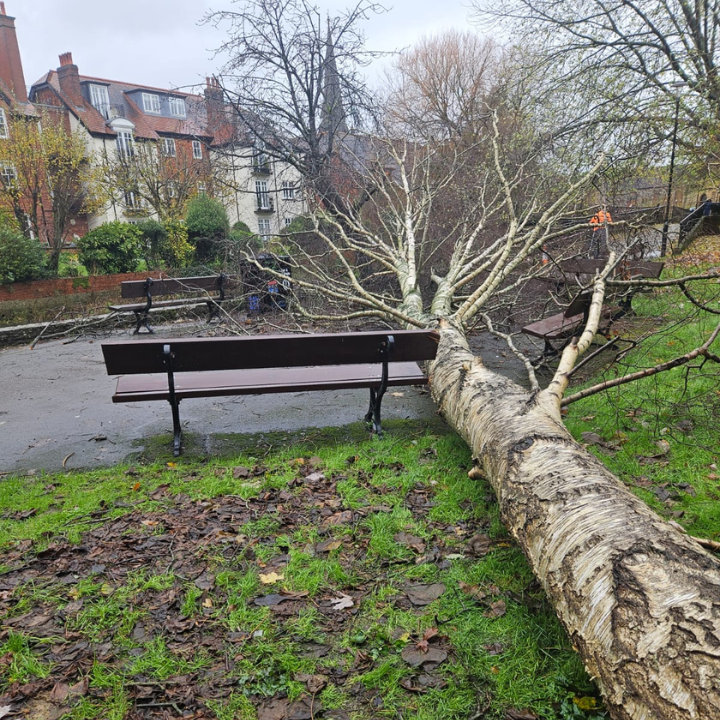 Emergency Tree Surgery