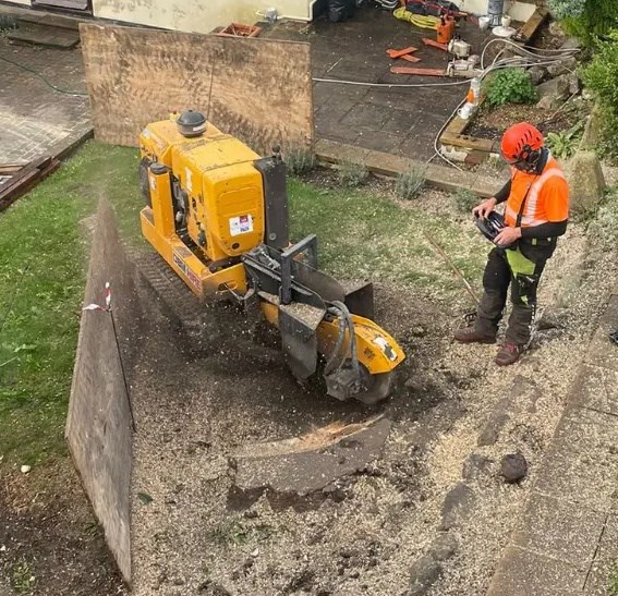 How much does it cost to have a tree stump removed?