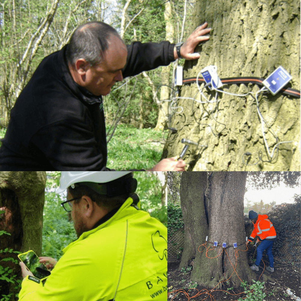 Arboricultural Surveyors, tree surveys and reports uncovered.