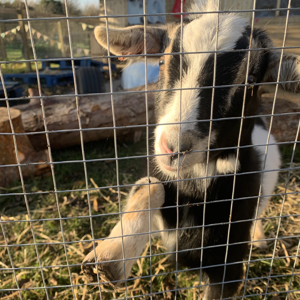 This little pigmy goat is happy with our donation!